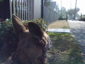 hypervigilant jac